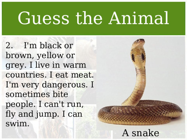 Guess the Animal 2. I'm black or brown, yellow or grey. I live in warm countries. I eat meat. I'm very dangerous. I sometimes bite people. I can't run, fly and jump. I can swim. A snake