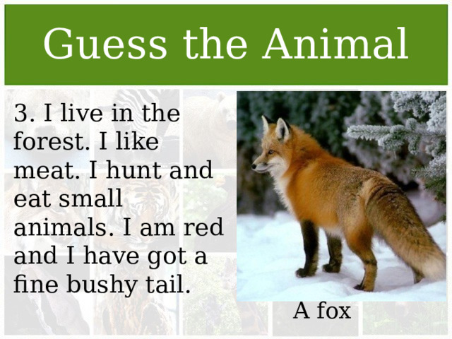 Guess the Animal 3. I live in the forest. I like meat. I hunt and eat small animals. I am red and I have got a fine bushy tail. A fox