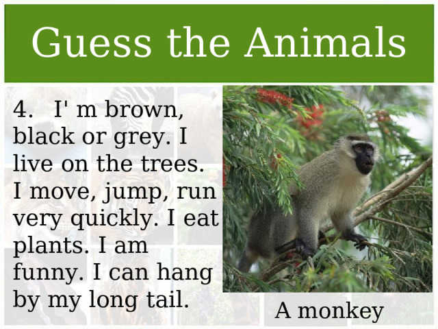 Guess the Animals 4.  I' m brown, black or grey. I live on the trees. I move, jump, run very quickly. I eat plants. I am funny. I can hang by my long tail. A monkey