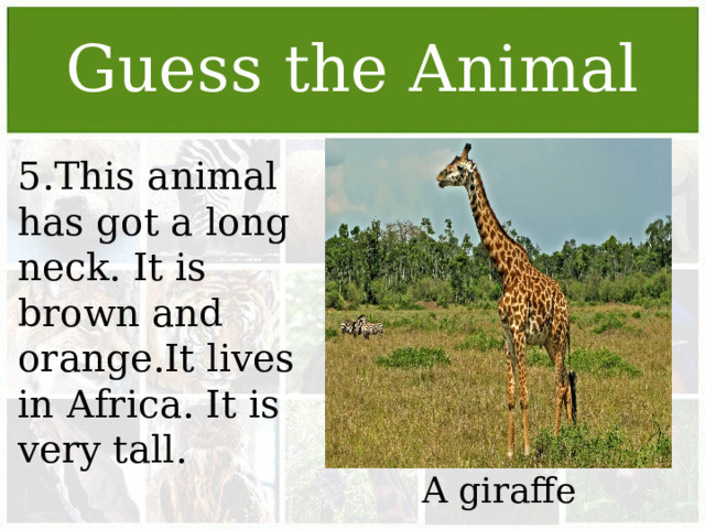Guess the Animal 5.This animal has got a long neck. It is brown and orange.It lives in Africa. It is very tall. A giraffe