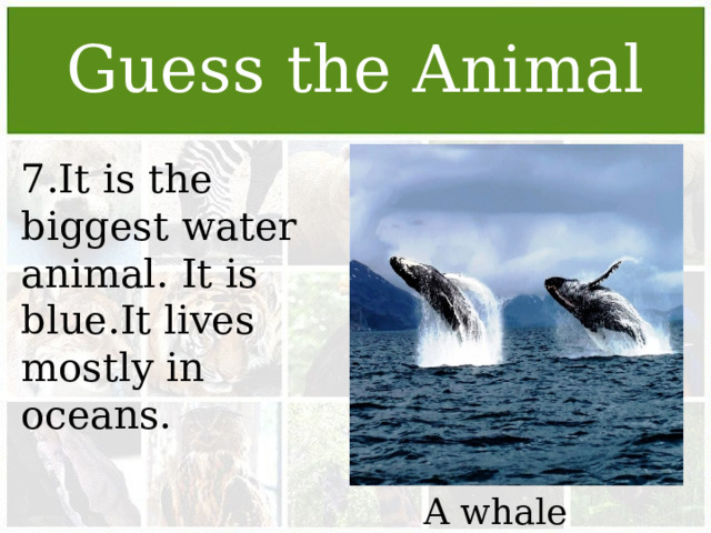 Guess the Animal 7.It is the biggest water animal. It is blue.It lives mostly in oceans. A whale