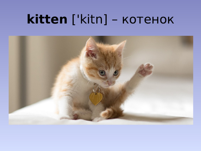 kitten ['kitn] – котенок
