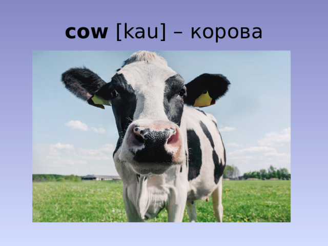 cow [kau] – корова
