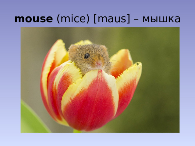mouse (mice) [maus] – мышка