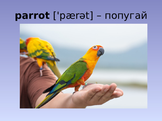 parrot ['pærət] – попугай