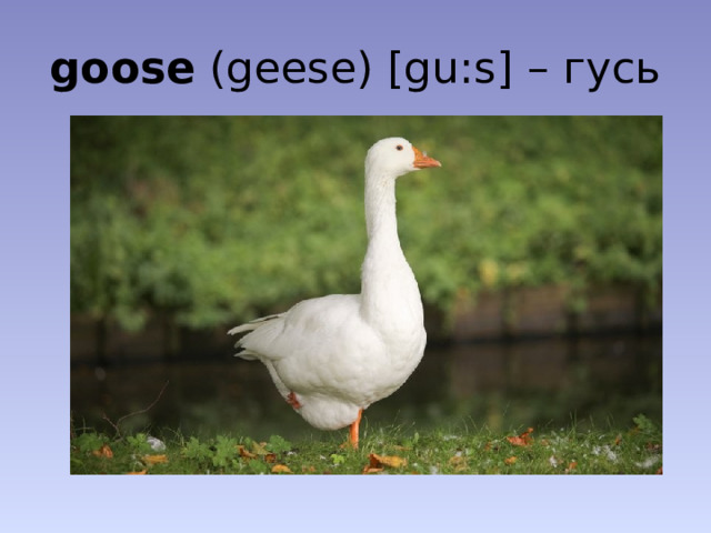 goose (geese) [gu:s] – гусь