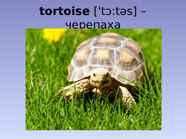 tortoise ['tɔ:tǝs] – черепаха