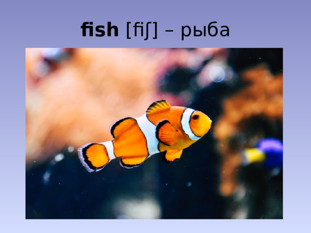 fish [fiʃ] – рыба