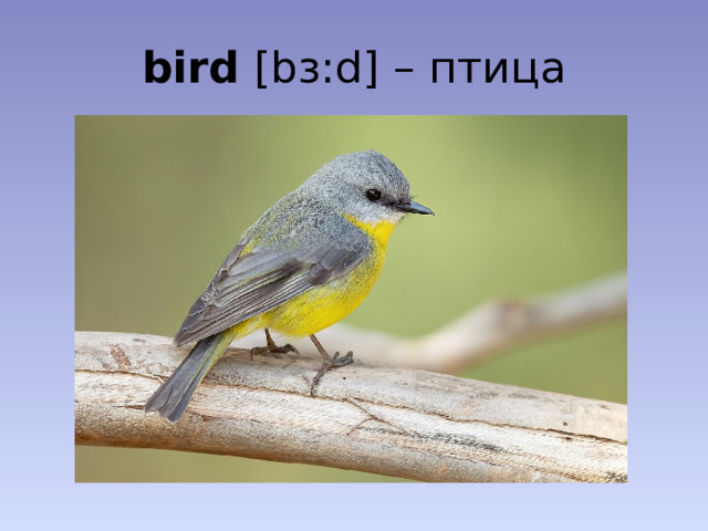 bird [bɜ:d] – птица