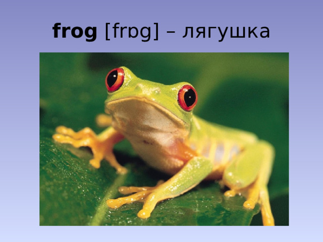 frog [frɒg] – лягушка