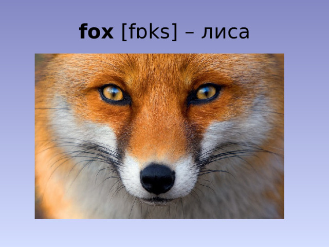 fox [fɒks] – лиса