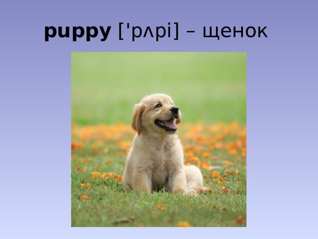 puppy ['pʌpi] – щенок