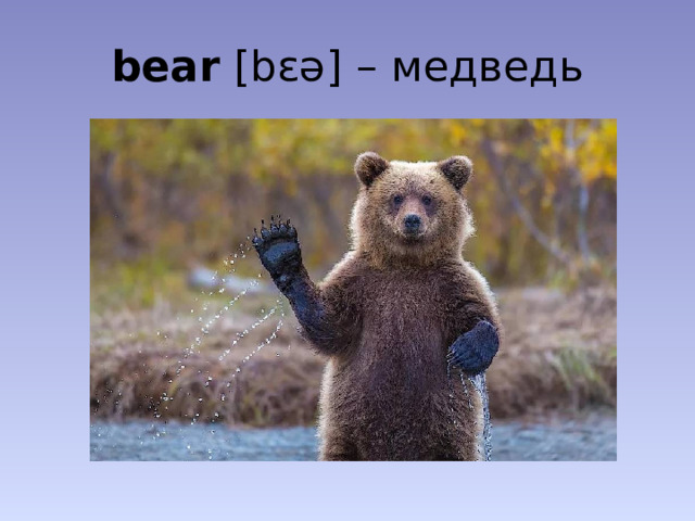 bear [bɛə] – медведь