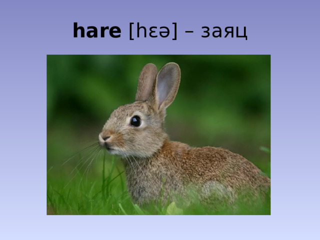 hare [hɛə] – заяц