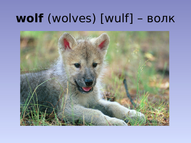 wolf (wolves) [wulf] – волк