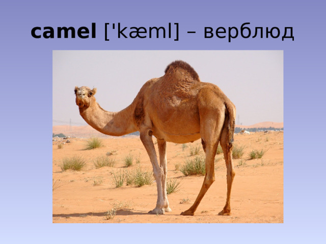 camel ['kæml] – верблюд
