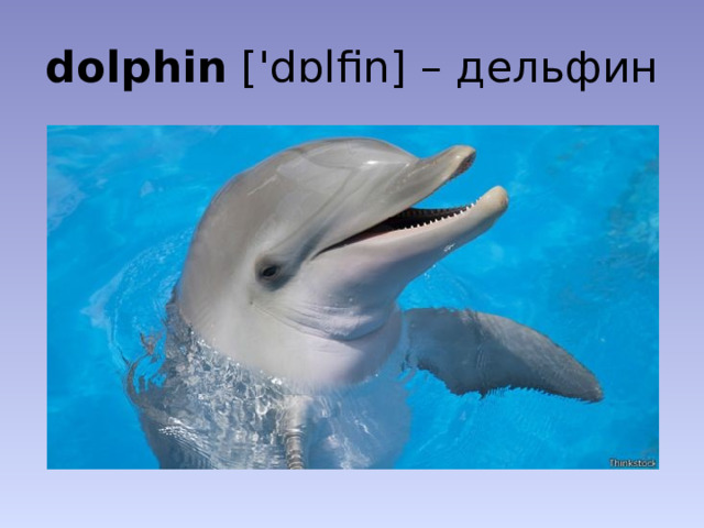 dolphin ['dɒlfin] – дельфин