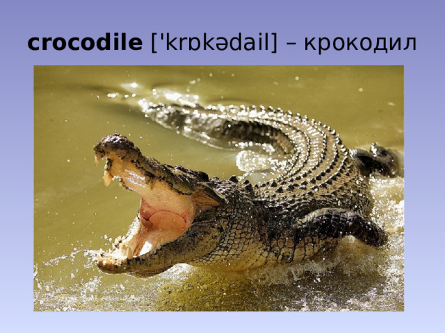 crocodile ['krɒkədail] – крокодил