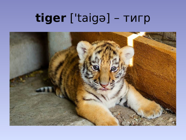 tiger ['taigə] – тигр