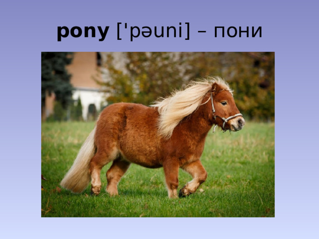 pony ['pəuni] – пони