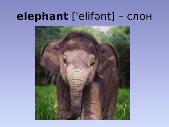 elephant ['elifənt] – слон