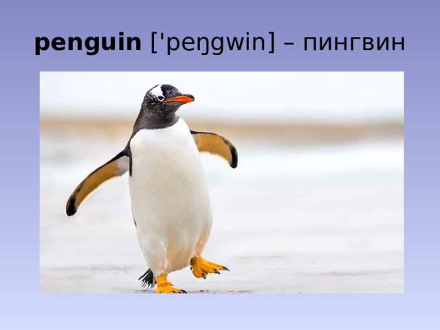 penguin ['peŋgwin] – пингвин