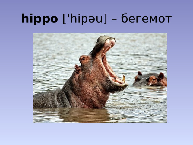 hippo ['hipəu] – бегемот