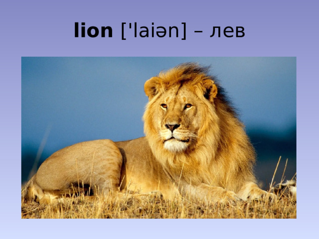 lion ['laiən] – лев