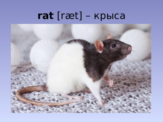 rat [ræt] – крыса