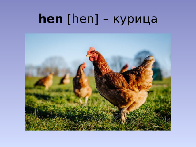 hen [hen] – курица
