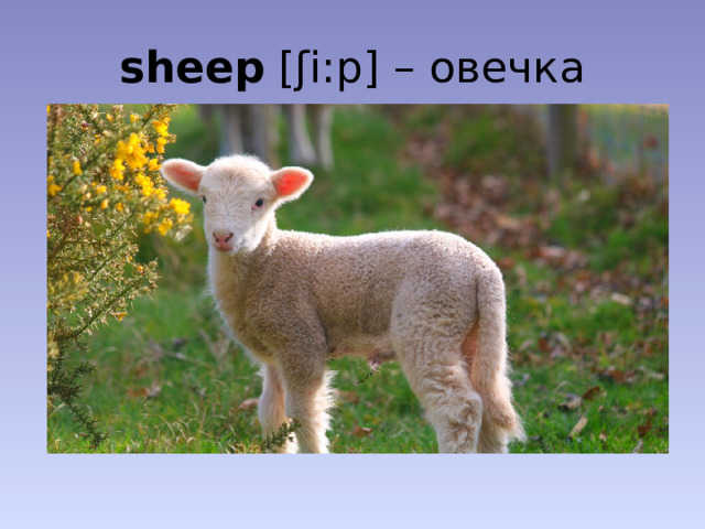 sheep [ʃi:p] – овечка