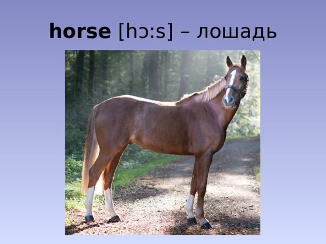 horse [hɔ:s] – лошадь