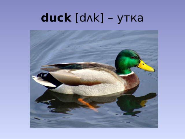 duck [dʌk] – утка