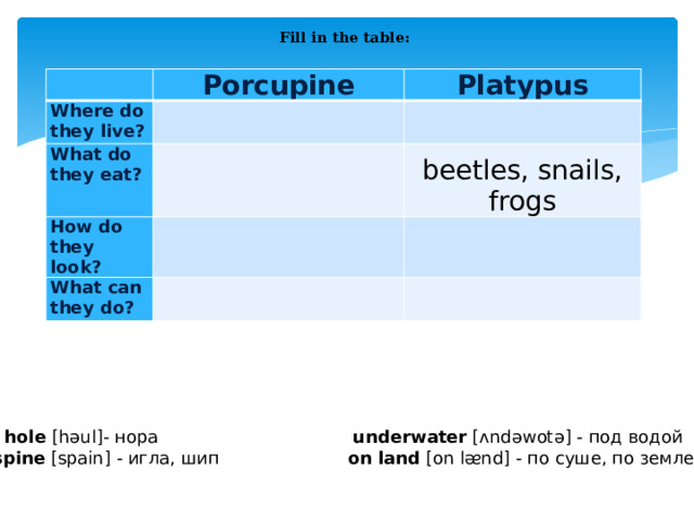 Fill in the table:     Porcupine Where do they live? What do they eat? Platypus         How do they look?     What can they do?         beetles, snails, frogs                     hole [həul]- нора underwater [ʌndəwotə] - под водой spine [spain] - игла, шип on land [on lᴂnd] - по суше, по земле