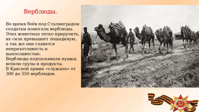Верблюды. Во время боёв под Сталинградом солдатам помогали верблюды. Этих животных легко приручить, их сила превышает лошадиную, а так же они славятся неприхотливость и выносливостью. Верблюды подтаскивали пушки, возили грузы и продукты. В Красной армии «служило» от 300 до 350 верблюдов.