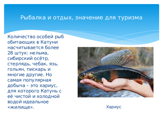 Рыбалка и отдых, значение для туризма   Количество особей рыб обитающих в Катуни насчитывается более 28 штук: нельма, сибирский осётр, стерлядь, чебак, язь, гольян, пискарь и многие другие. Но самая популярная добыча – это хариус, для которого Катунь с её чистой и холодной водой идеальное «жилище». Хариус