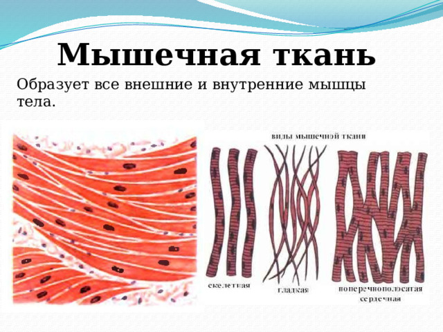 Мышечная ткань Образует все внешние и внутренние мышцы тела.