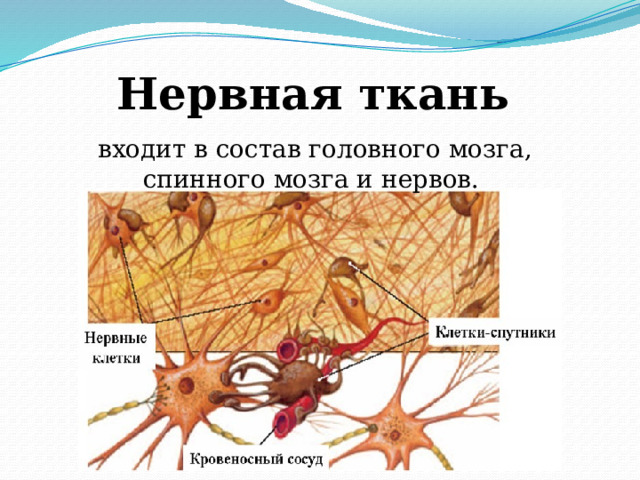Нервная ткань входит в состав головного мозга, спинного мозга и нервов.