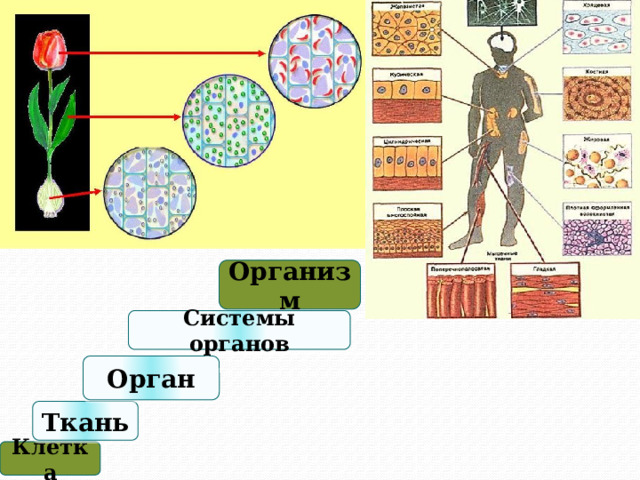 Организм Системы органов Орган Ткань Клетка
