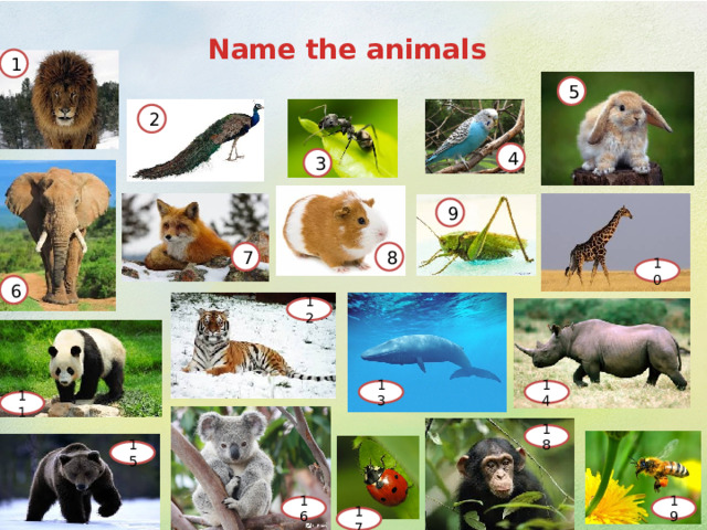 Name the animals 1 5 2 4 3 9 7 8 10 6 12 13 14 11 18 15 16 19 17