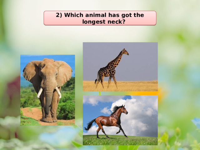 2) Which animal has got the longest neck?