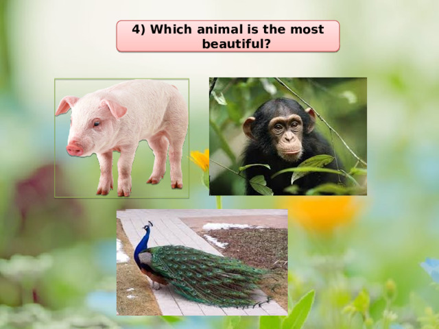 4) Which animal is the most beautiful?